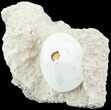 Bargain, Fossil Sand Dollar (Scutella) - France #70039-1